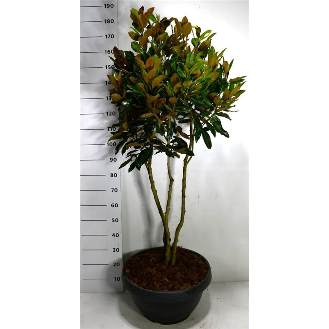 Städsegrön magnolia – Magnolia grandiflora 'Little Gem' - C40 125-150 cm. Meerstammig